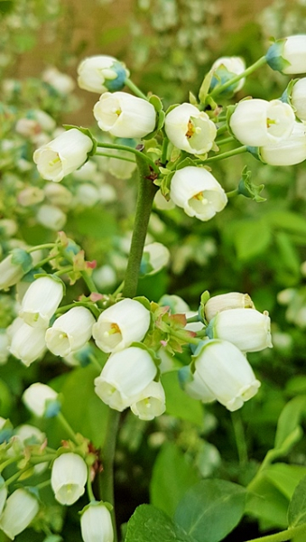 Bienen Nektar Nahrung